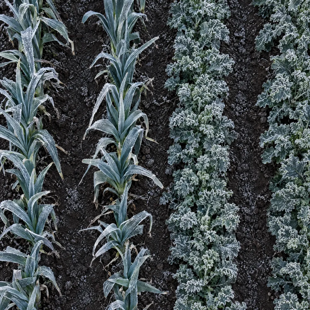 Lauch und Kohl in Reihen, von oben gesehen, die Blätter weiß vom Raureif
