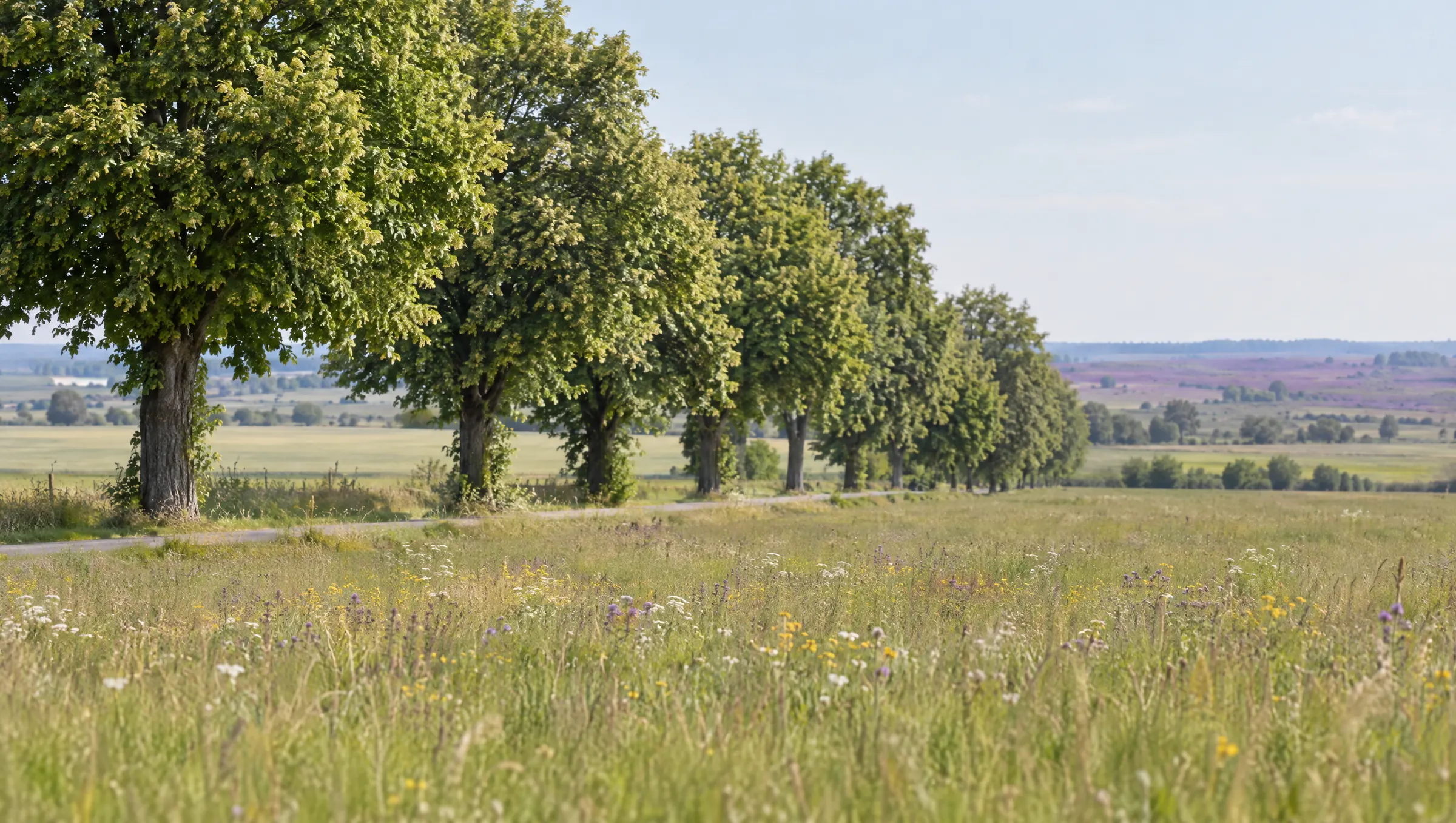 Eine Reihe alter Linden an einem Feldweg, dahinter Felder und am Horizont lila Heide