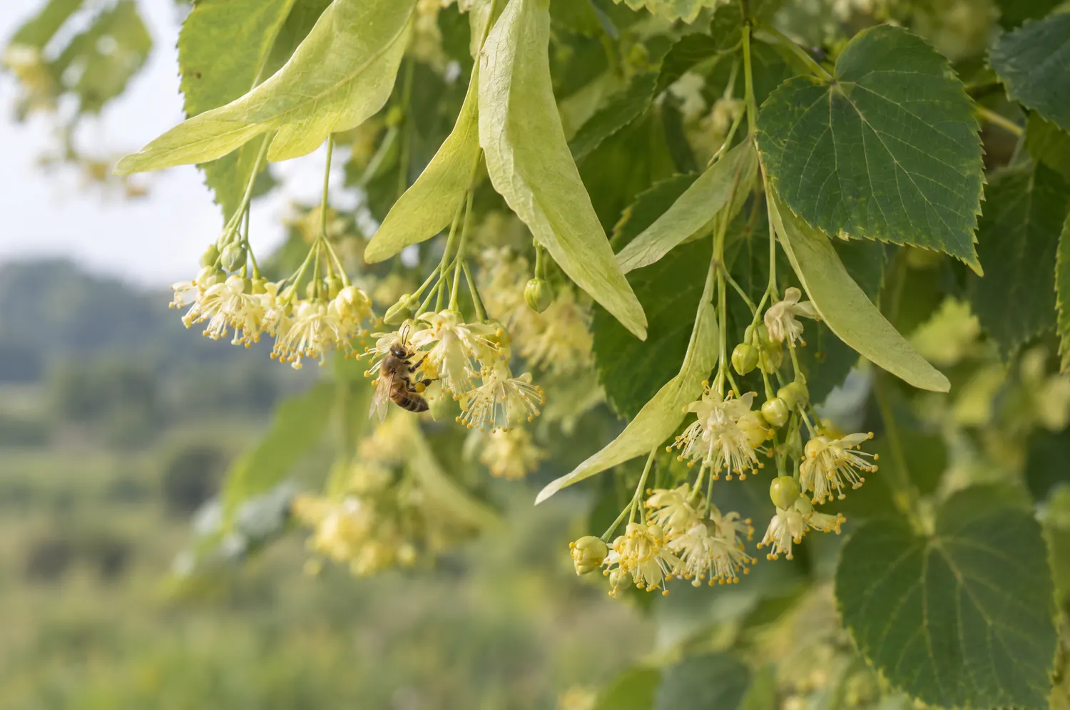 Lindenblüten unter ihren hellen Hochblättern, eine Biene an einer Blüte