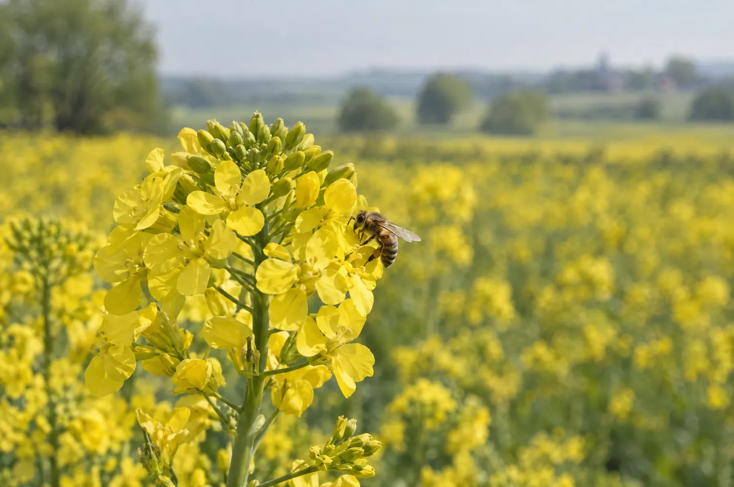 Gelbe Rapsblüten im Mai, eine Honigbiene sammelt an einer Blütentraube